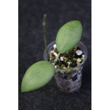 Hoya erythrostemma SILVER - rooted store with hoya flowers