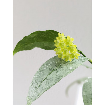 Hoya amicabilis SILVER - rooted, growing store with hoya flowers