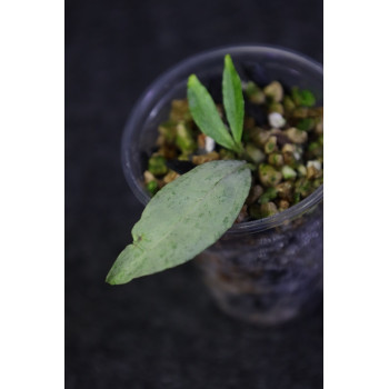 Hoya amicabilis SILVER - rooted, growing store with hoya flowers