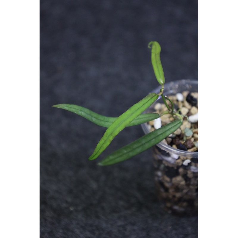 Dischidia sp. Indonesia store with hoya flowers