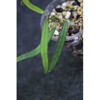 Dischidia sp. Indonesia store with hoya flowers