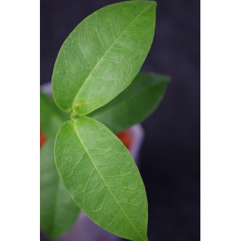 Hoya campanulata x densifolia sklep z kwiatami hoya