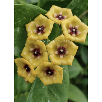 Hoya campanulata x densifolia - rooted store with hoya flowers