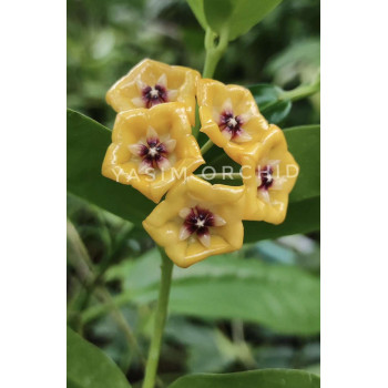 Hoya campanulata x densifolia - rooted store with hoya flowers