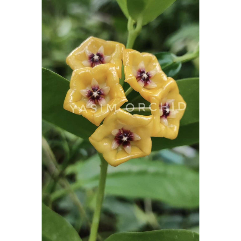 Hoya campanulata x densifolia - rooted store with hoya flowers