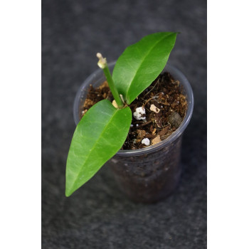 Hoya campanulata x densifolia - rooted store with hoya flowers