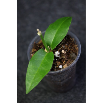 Hoya campanulata x densifolia - rooted store with hoya flowers