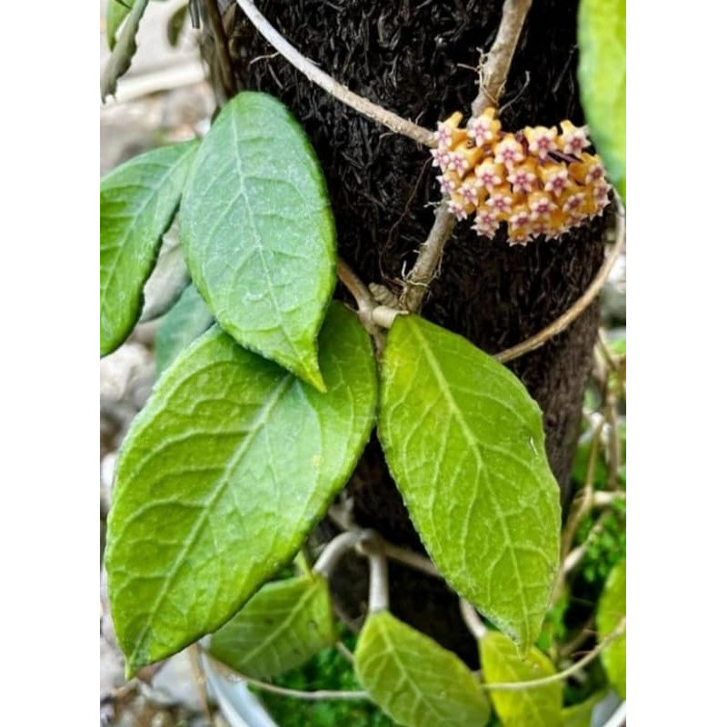 Hoya sp. Timor 03 ( East Nusa Tenggara province ) store with hoya flowers