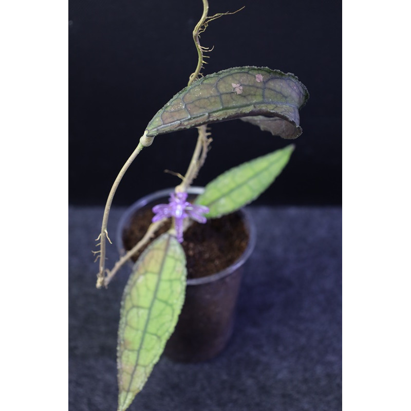 Hoya clemensiorum Aceh - rooted store with hoya flowers