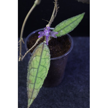 Hoya clemensiorum Aceh - rooted store with hoya flowers