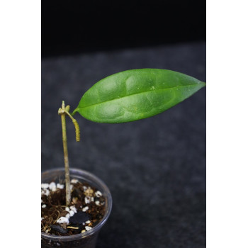 Hoya danumensis ssp. amarii ( Indonesian form ) - ukorzeniona sklep z kwiatami hoya