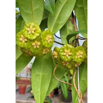 Hoya danumensis ssp. amarii ( Indonesian form ) - rooted store with hoya flowers