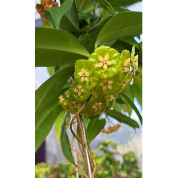 Hoya danumensis ssp. amarii ( Indonesian form ) - rooted store with hoya flowers