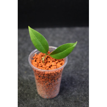 Hoya danumensis ssp. amarii ( Indonesian form ) - real photos store with hoya flowers