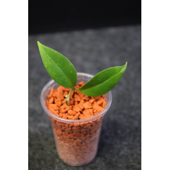 Hoya danumensis ssp. amarii ( Indonesian form ) - real photos store with hoya flowers