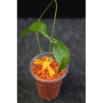 Hoya chloroleuca - rooted store with hoya flowers