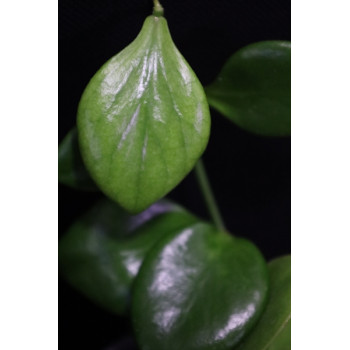 Hoya sp. NS05-055 store with hoya flowers