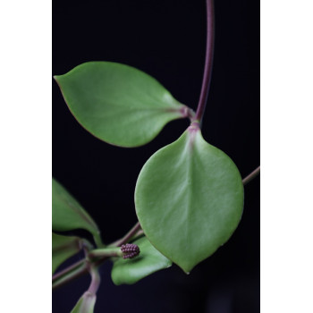 Hoya sp. NS05-055 store with hoya flowers