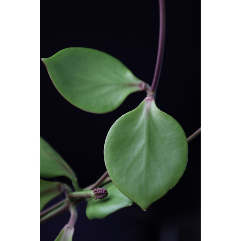 Hoya sp. NS05-055 store with hoya flowers