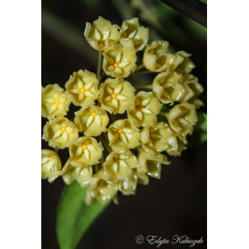 Hoya blashernaezii store with hoya flowers