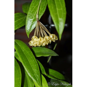 Hoya blashernaezii store with hoya flowers