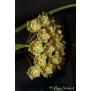 Hoya blashernaezii store with hoya flowers