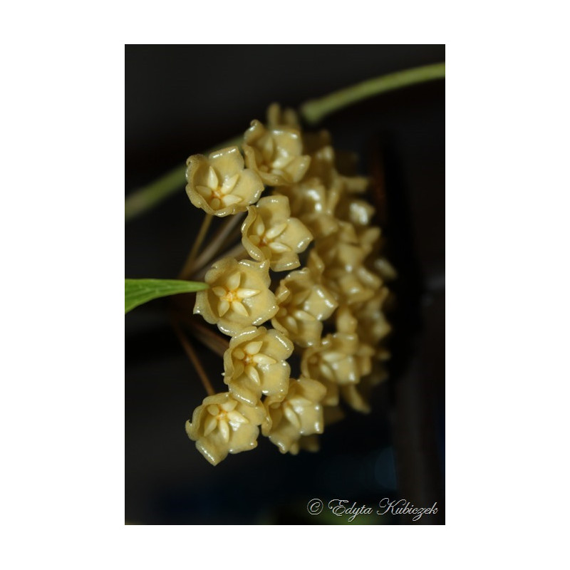 Hoya blashernaezii store with hoya flowers