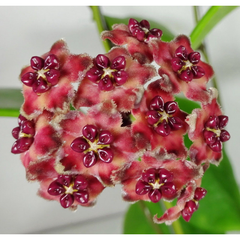 Hoya excavata store with hoya flowers