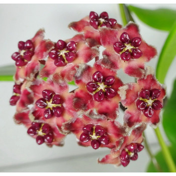 Hoya excavata store with hoya flowers