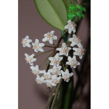 Hoya SV476 Myanmar store with hoya flowers