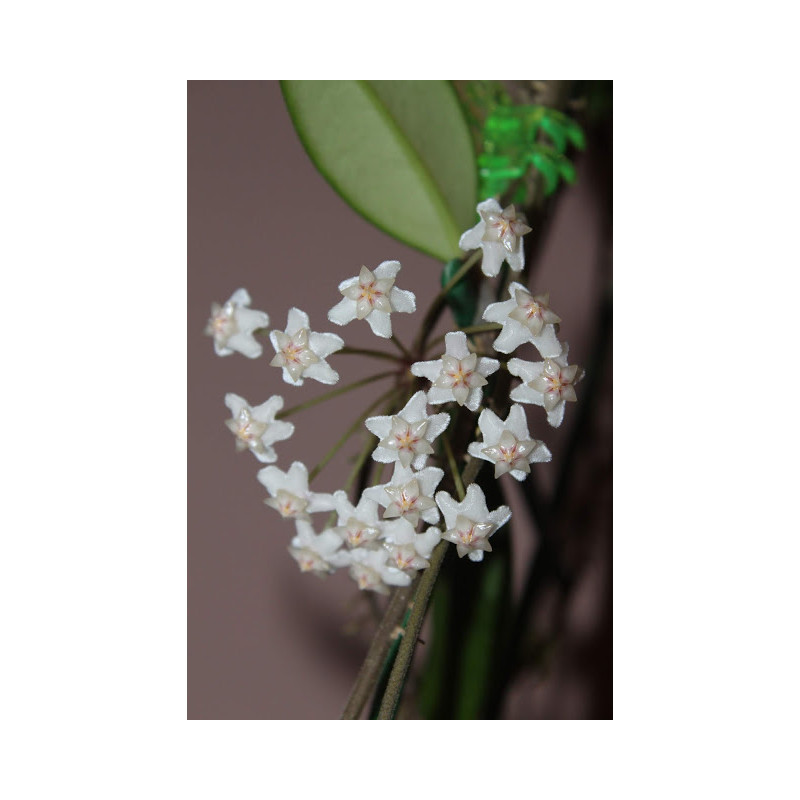 Hoya SV476 Myanmar store with hoya flowers