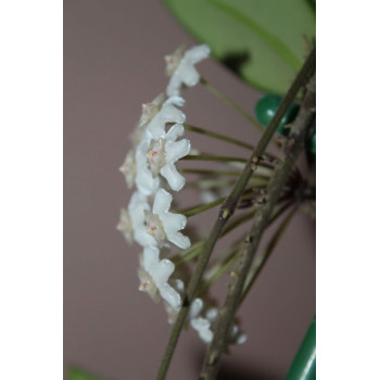 Hoya SV476 Myanmar store with hoya flowers