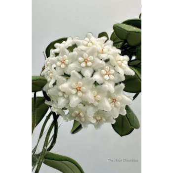 Hoya 'Edamame' - rooted store with hoya flowers