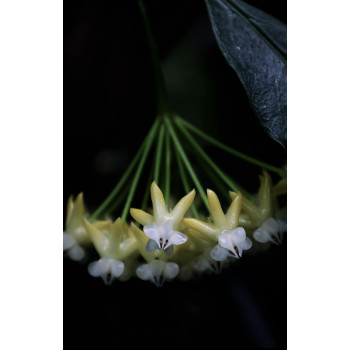 Hoya lockii YELLOW store with hoya flowers