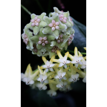 Hoya lockii YELLOW store with hoya flowers