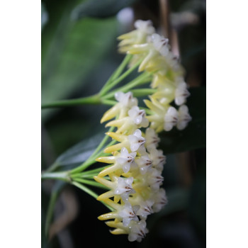 Hoya lockii YELLOW store with hoya flowers