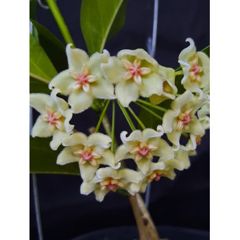 Hoya unirana - rooted store with hoya flowers