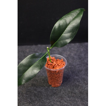 Hoya unirana - rooted store with hoya flowers