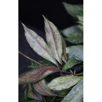 Hoya lacunosa 'Autumn Blush' sklep z kwiatami hoya