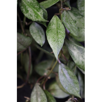 Hoya lacunosa 'Autumn Blush' store with hoya flowers