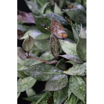 Hoya lacunosa 'Autumn Blush' sklep z kwiatami hoya