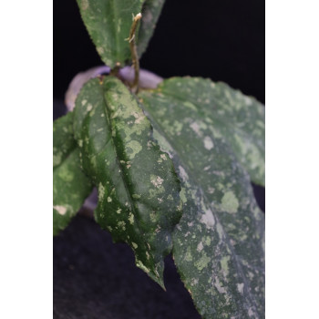 Hoya undulata SILVER- rooted, growing store with hoya flowers