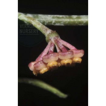 Hoya ignorata RED ( Kalimantan, Indonesia form ) store with hoya flowers