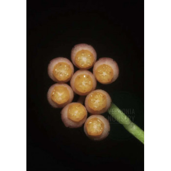 Hoya ignorata RED ( Kalimantan, Indonesia form ) sklep z kwiatami hoya