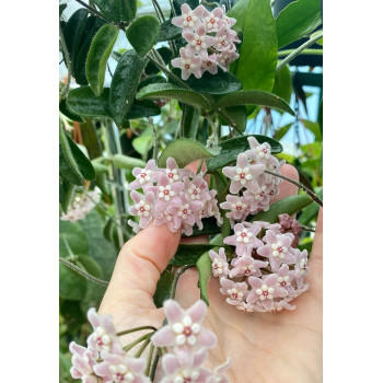 Hoya lyi LT08-006 store with hoya flowers