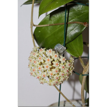 Hoya pottsii IML 1336 sklep z kwiatami hoya