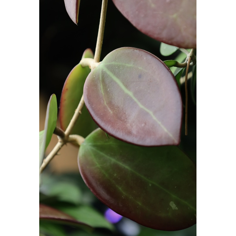 Hoya pottsii IML 1336 store with hoya flowers