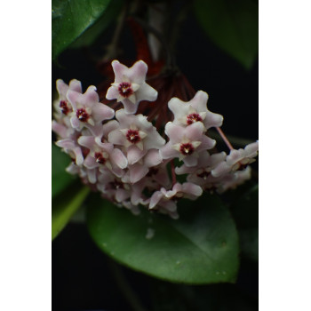 Hoya 'Pink Alex' SPLASH ( x fungii, pink flowers ) sklep z kwiatami hoya