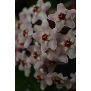 Hoya 'Pink Alex' SPLASH ( x fungii, pink flowers ) sklep z kwiatami hoya