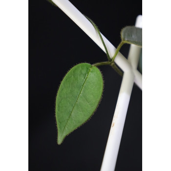 Papuahoya sp. /02/ store with hoya flowers